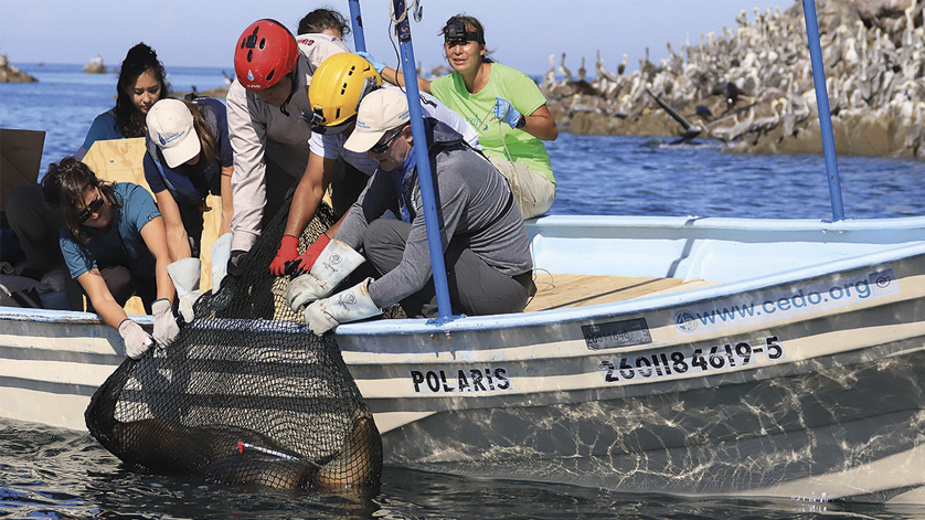 WIKA-Manometer kommen in Mexiko bei der Rettung von Seelöwen zum Einsatz.