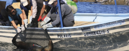 WIKA pressure gauges are used to rescue sea lions in Mexico.