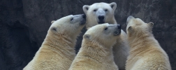 Familia de osos polares